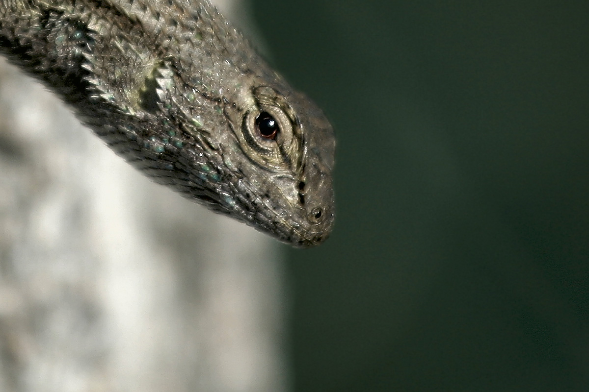 Lizard