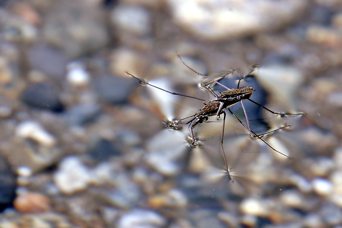 Water Walker Wild Thing