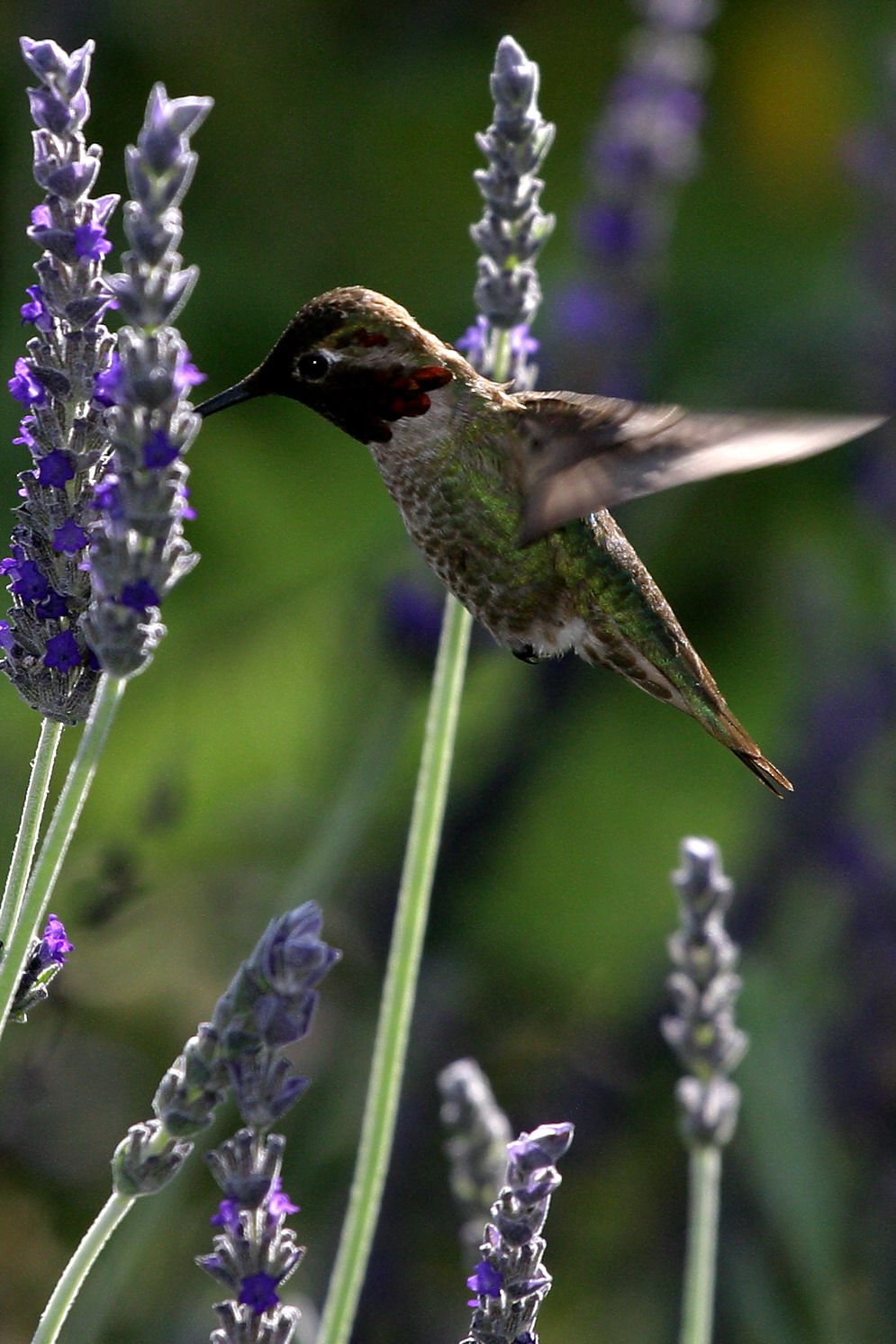 Annas Hummingbird