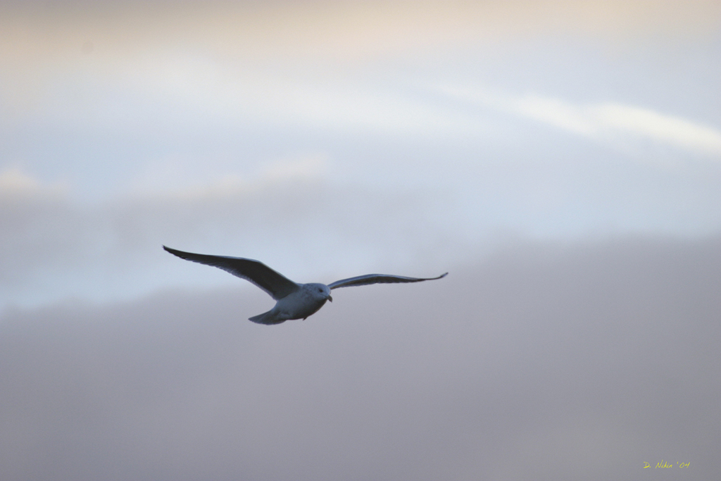 One Lone Gull