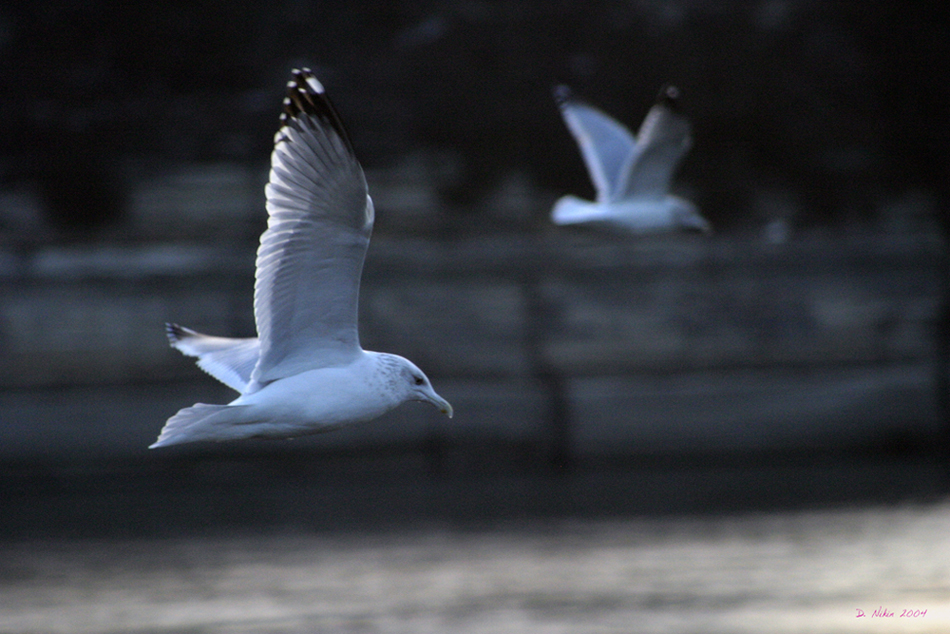 A pair of gulls