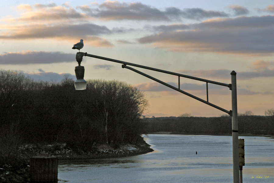 A gull at rest