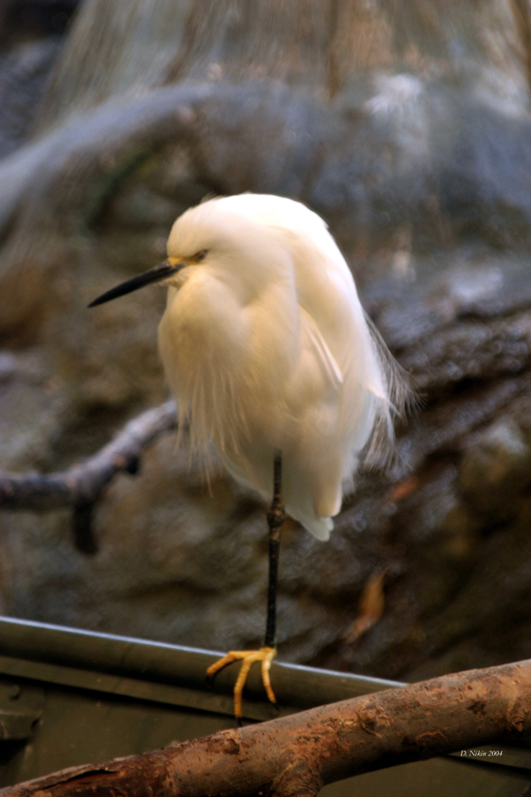 Snowy Egret