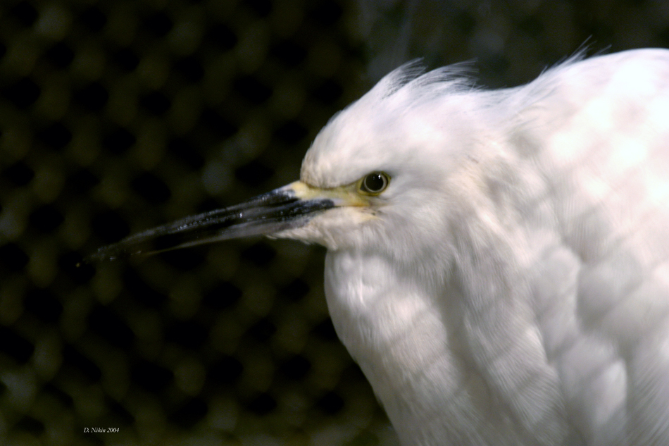 Snowy Egret 2