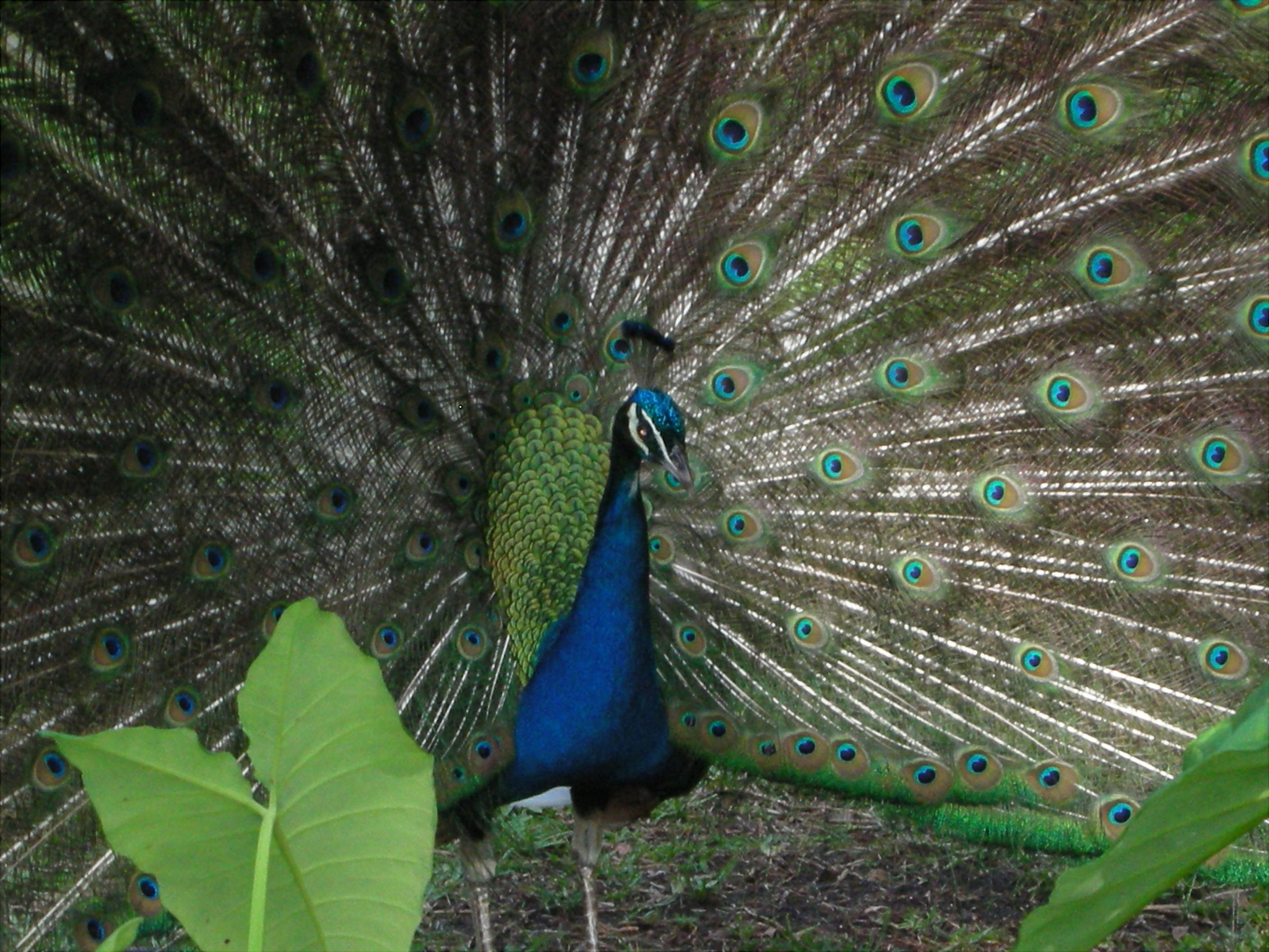 Peacock