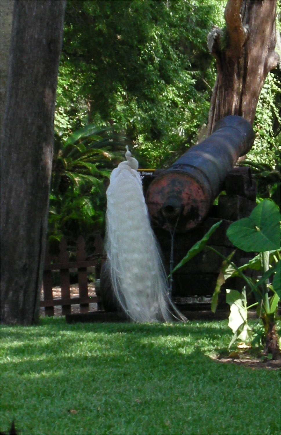 White Peacock