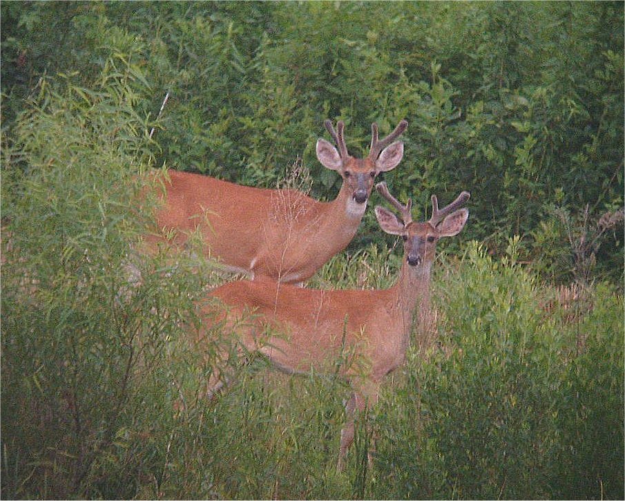Summer Bucks
