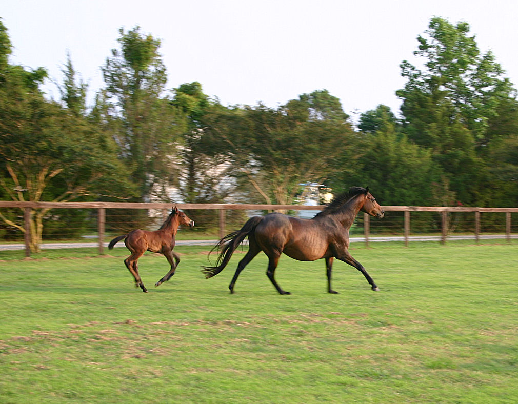 1.5 Horse Power