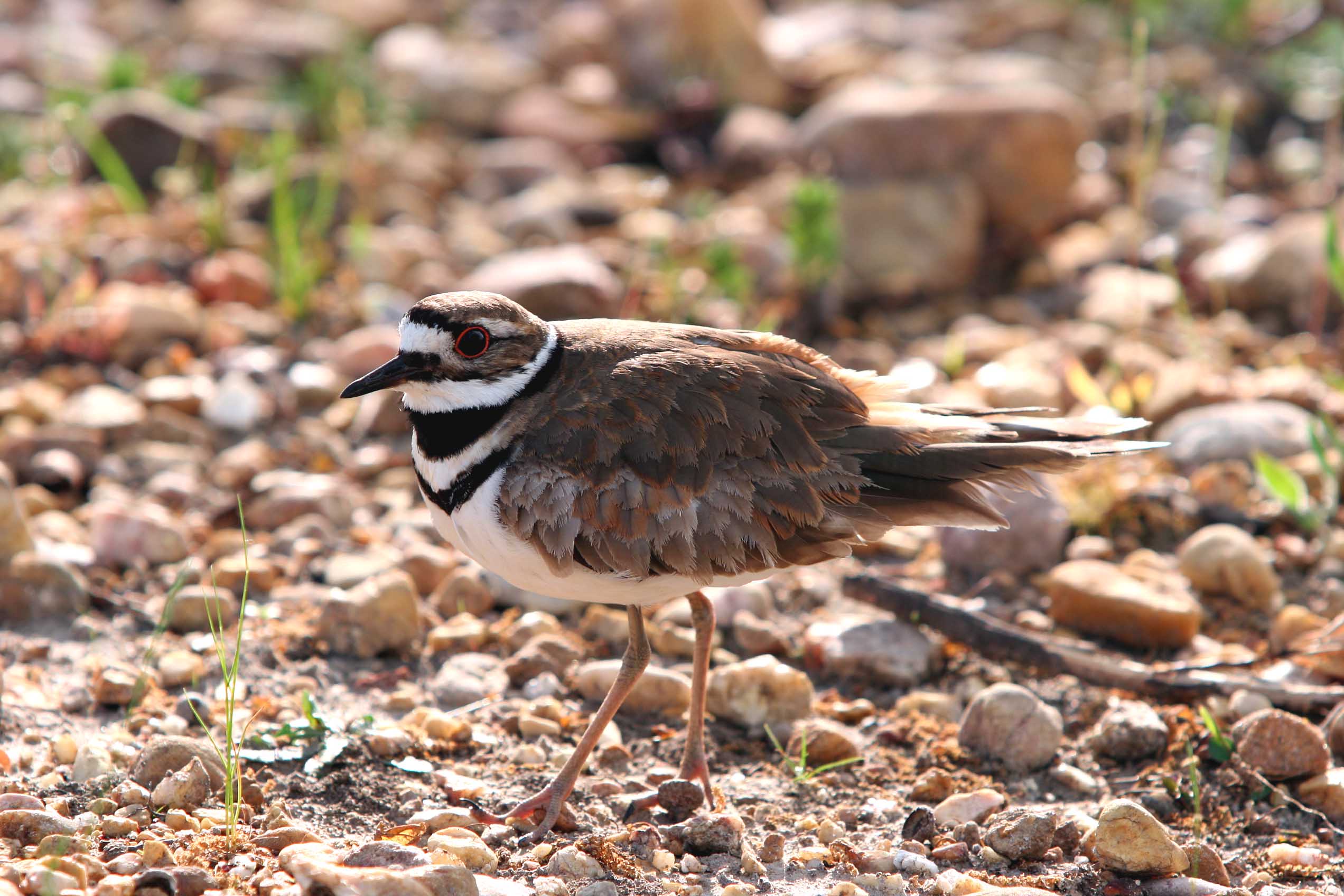 Killdeer