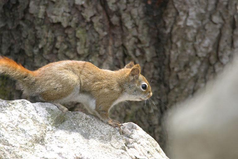 Red Squirrel on Rock