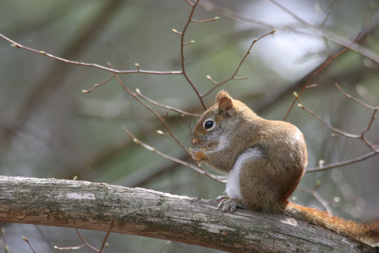 Red Squirrel Eating