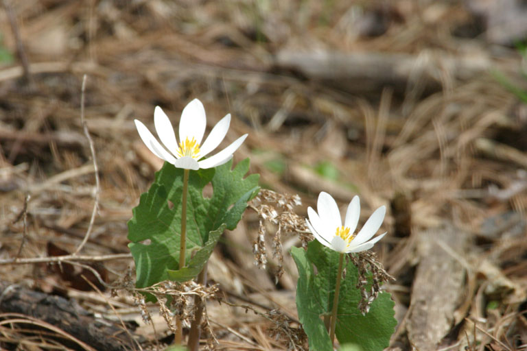 First Signs of Spring in New England