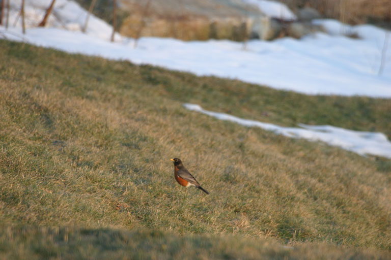My First Robin of 2005 (NH)