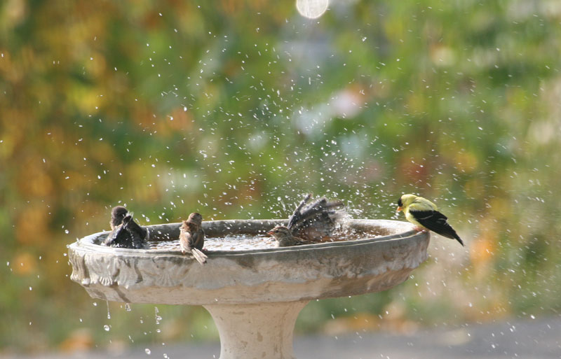 Splish-splash I was taking a bath