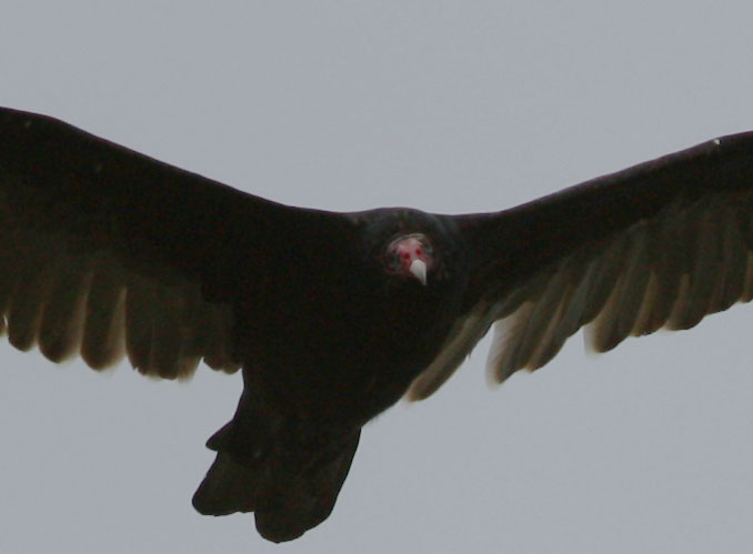 Turkey Vulture head shot