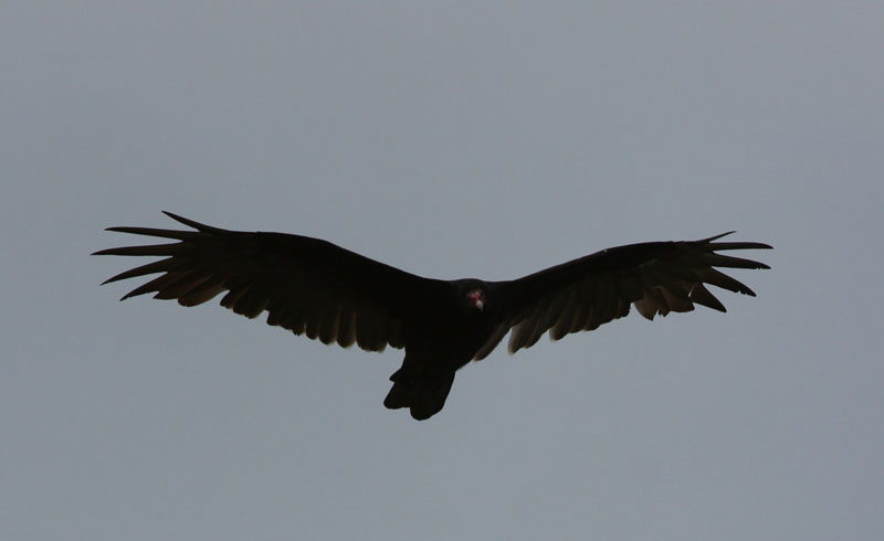 Turkey Vulture in flight