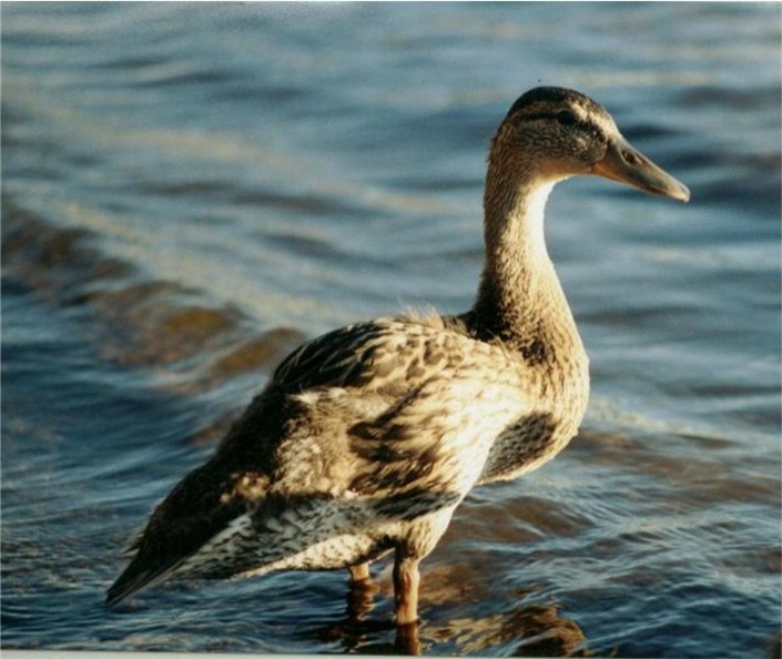 Just Ducky image