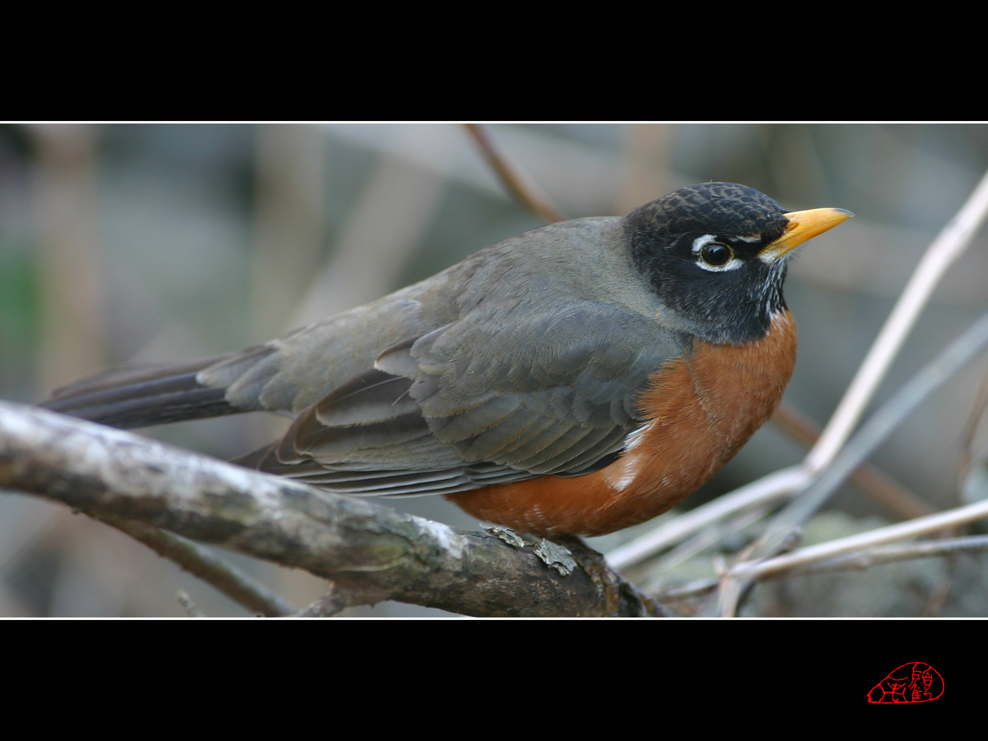 Robin is back