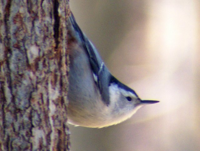 Cute Little Nuthatch
