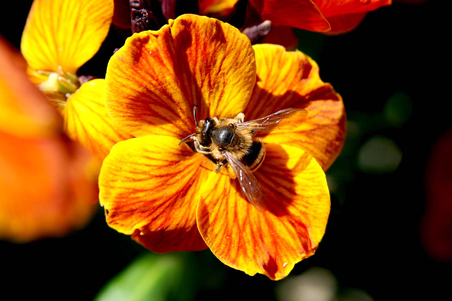 Flower and the Bee