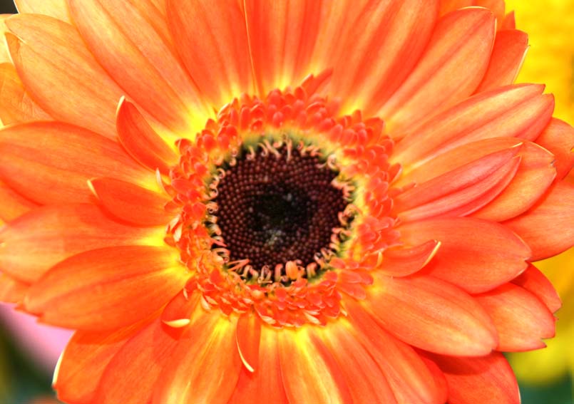 Big Flower