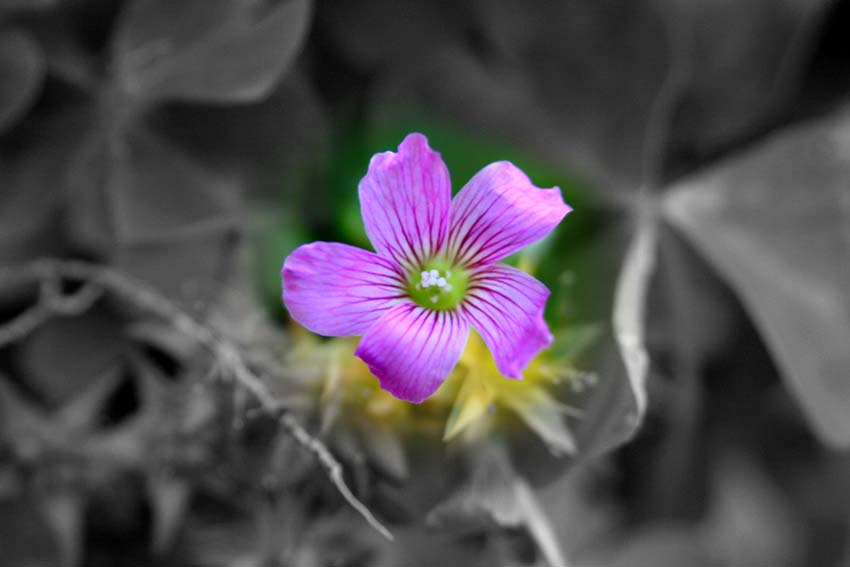 Strange flower