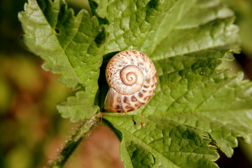 Snail