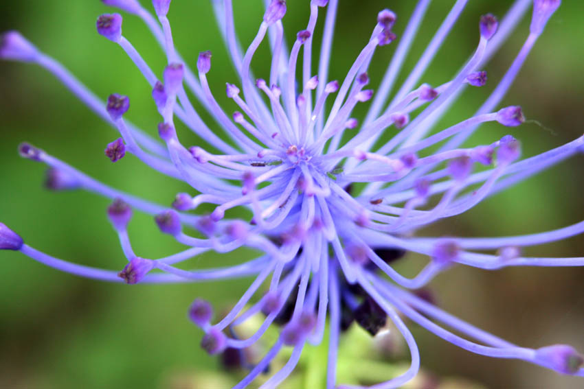 filaments flower and bug