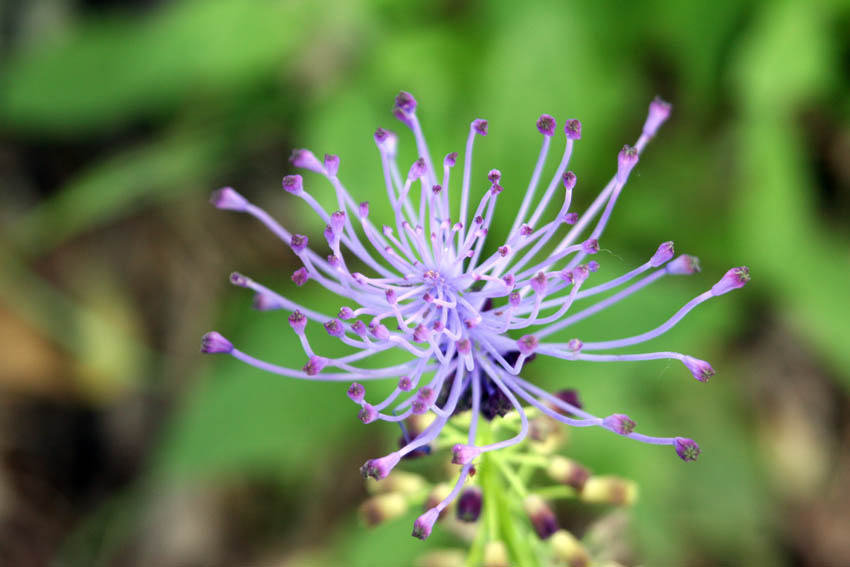 panoramic of filaments flower