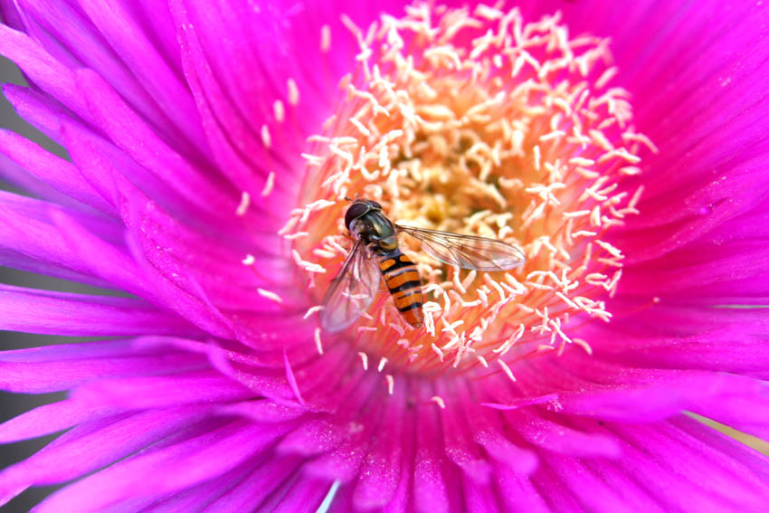 Bug on the flower