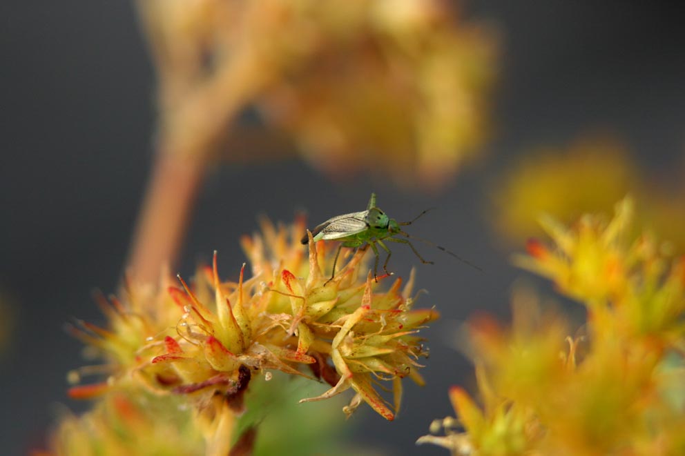 Little cricket