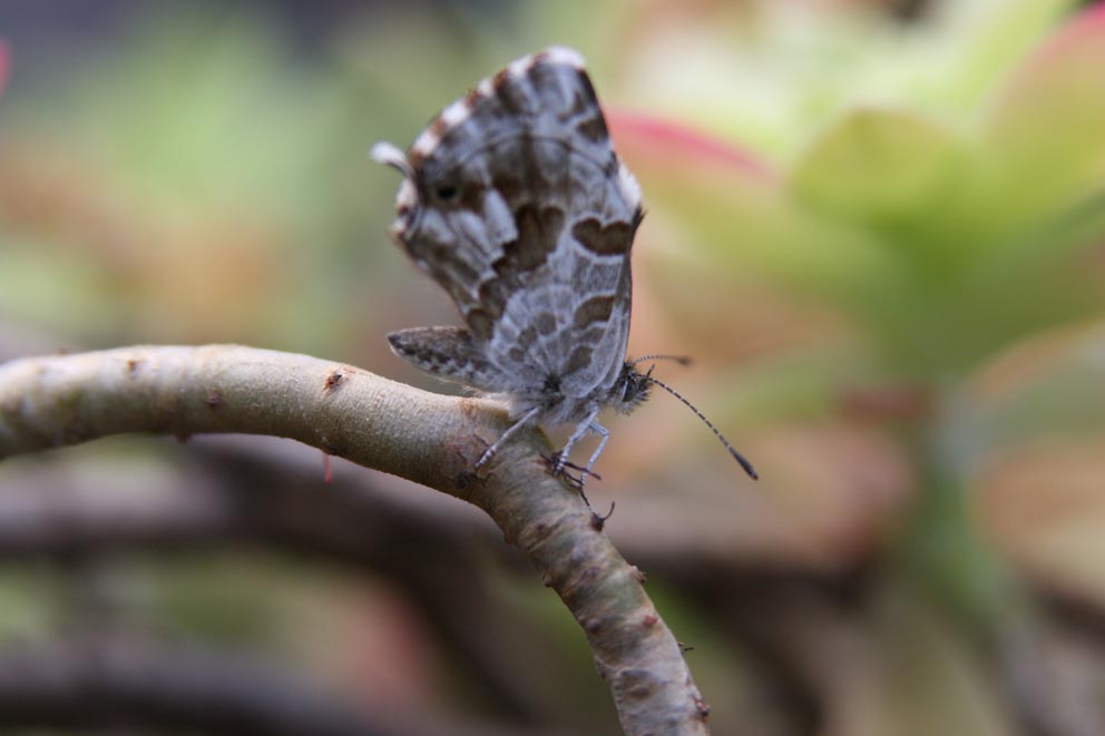 butterfly on a branch