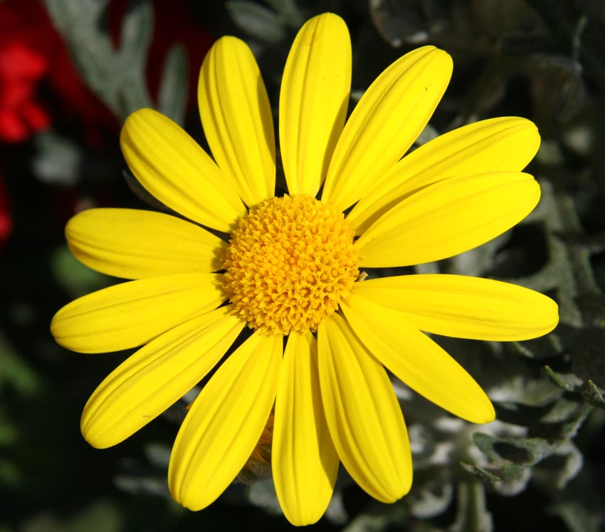 Yellow flower
