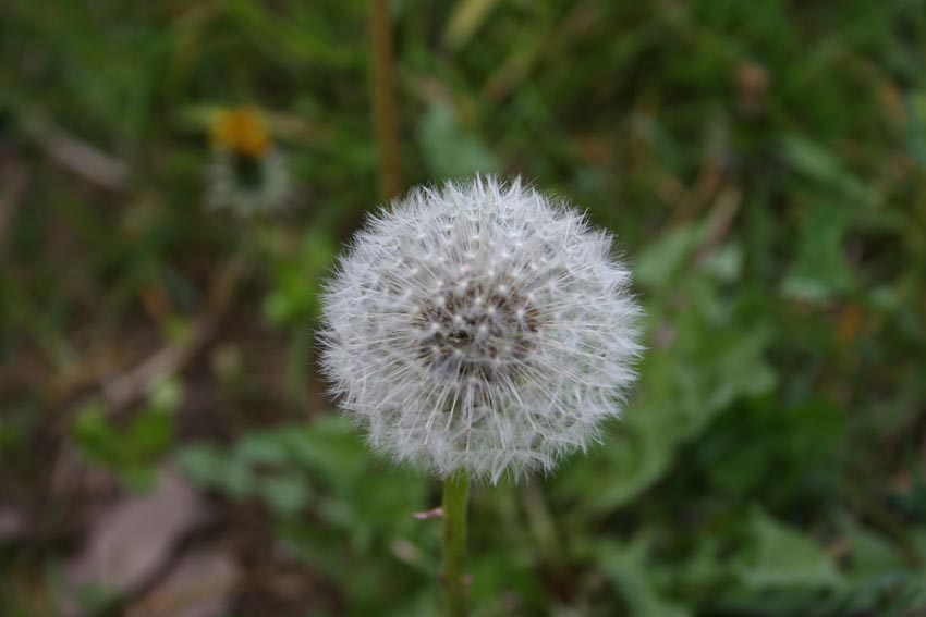 Soffione