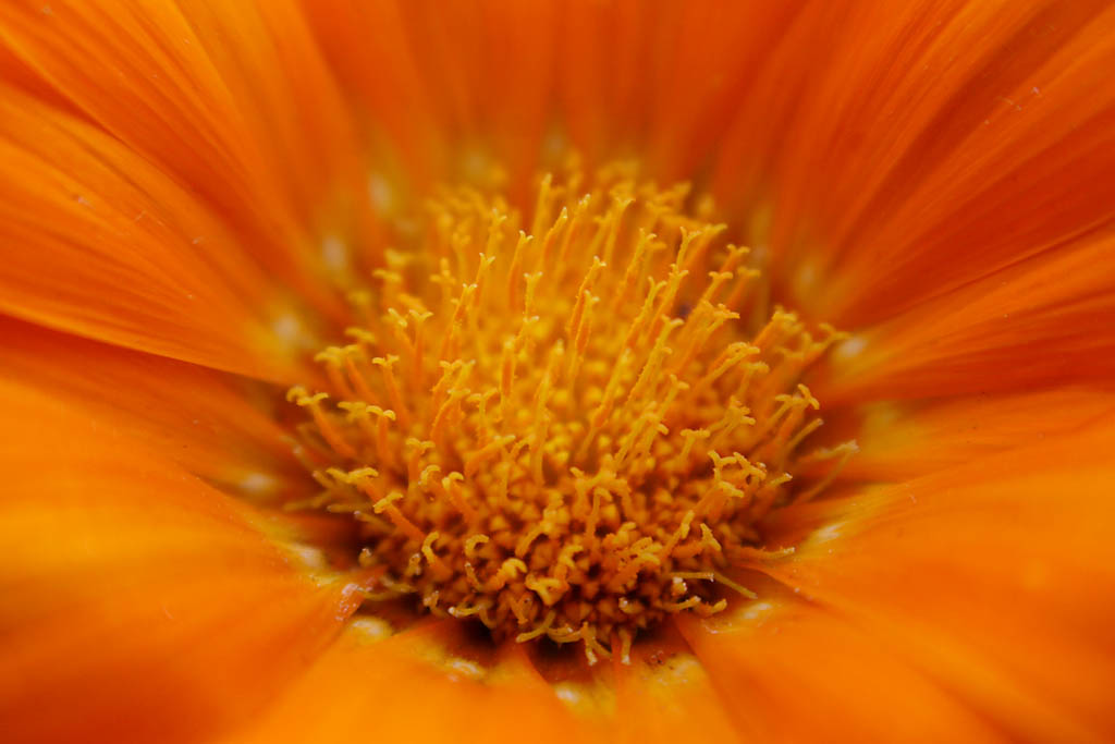 closeUp of orange flower