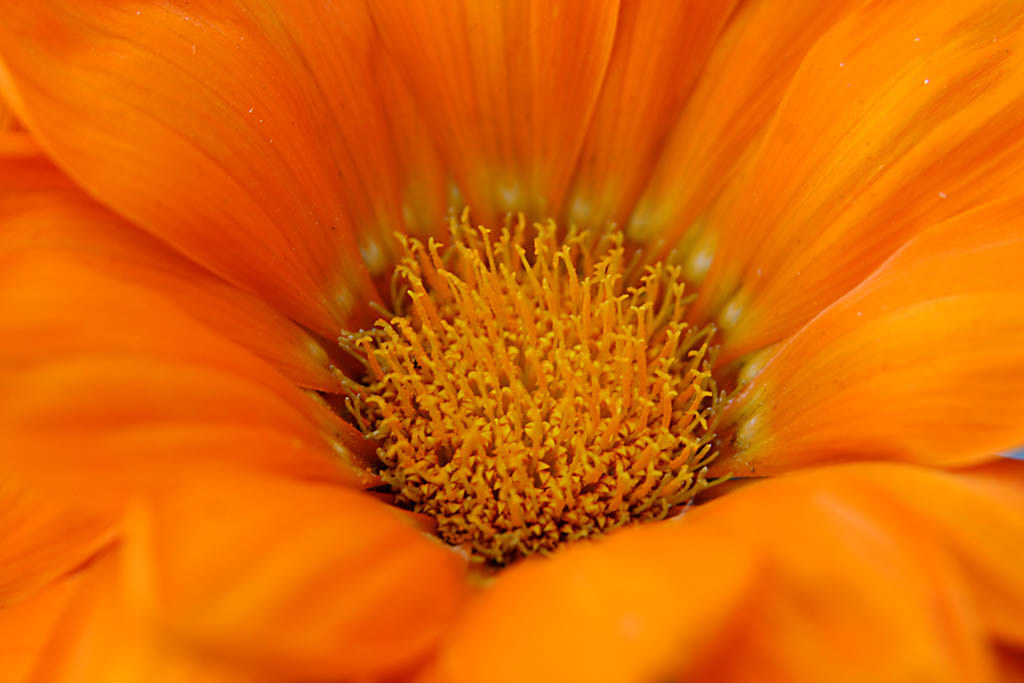 Orange Flower