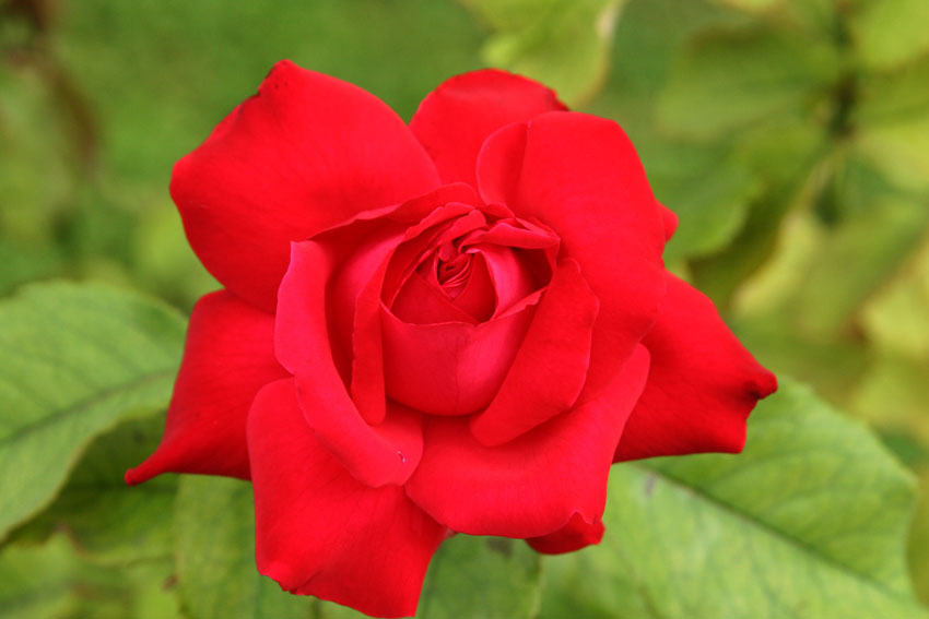 Rose Flower
