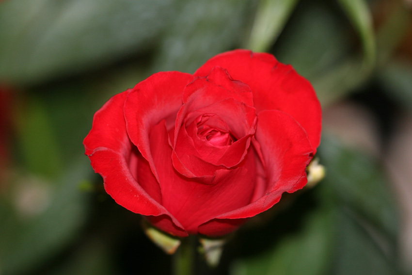 Red Rose