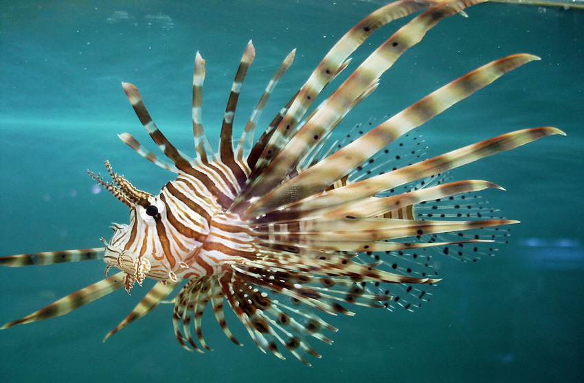 Scorpion Fish