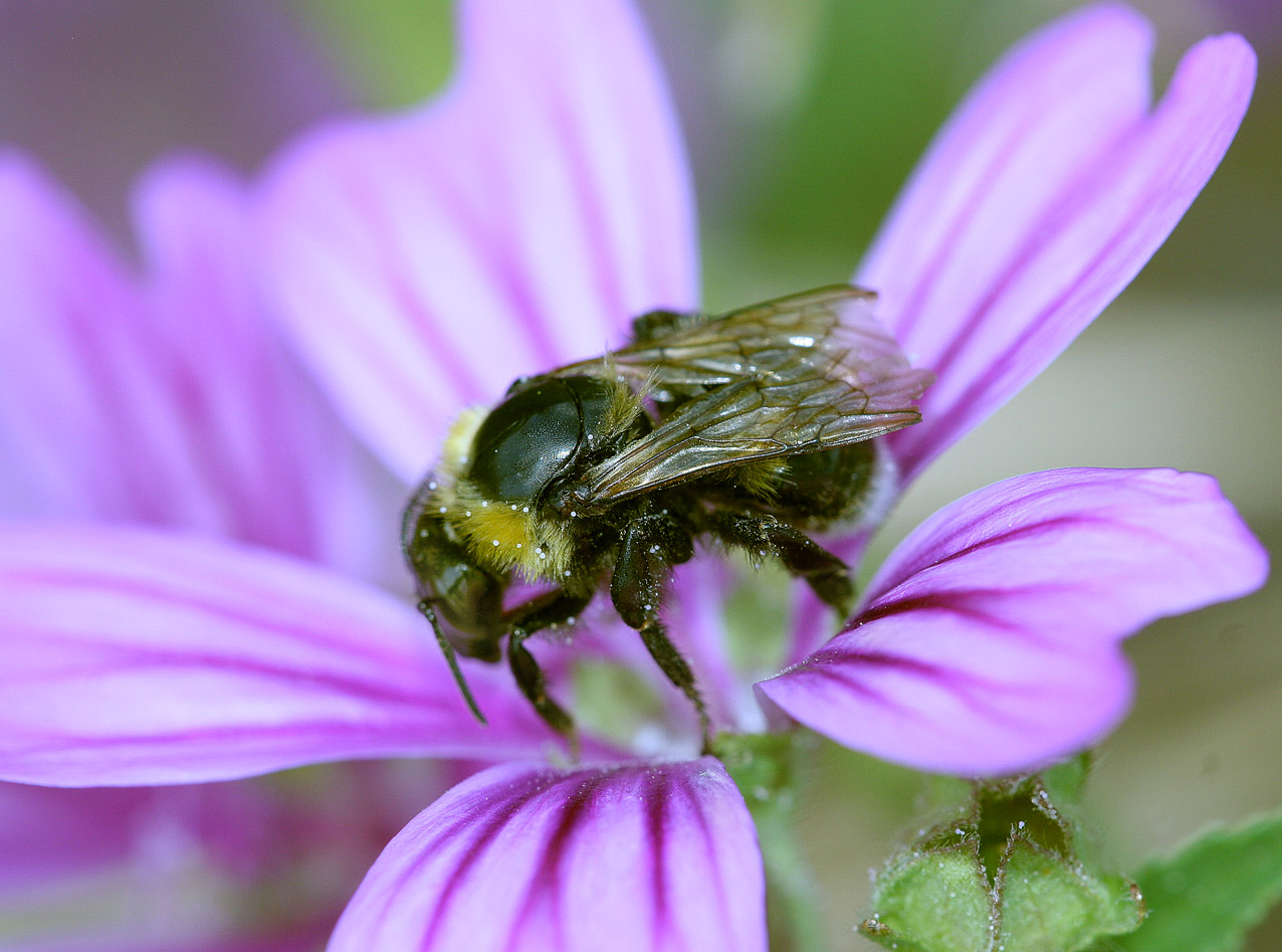 Insect
