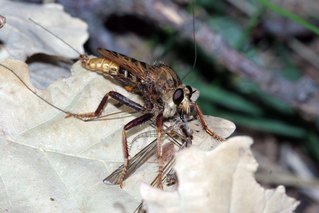 Unknow Insect