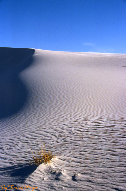 White Sands, The Desert Dune