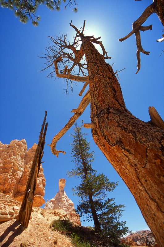 E.T in Bryce