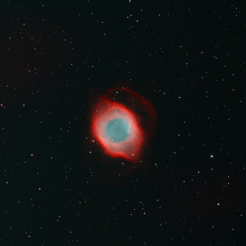 Helix nedula
