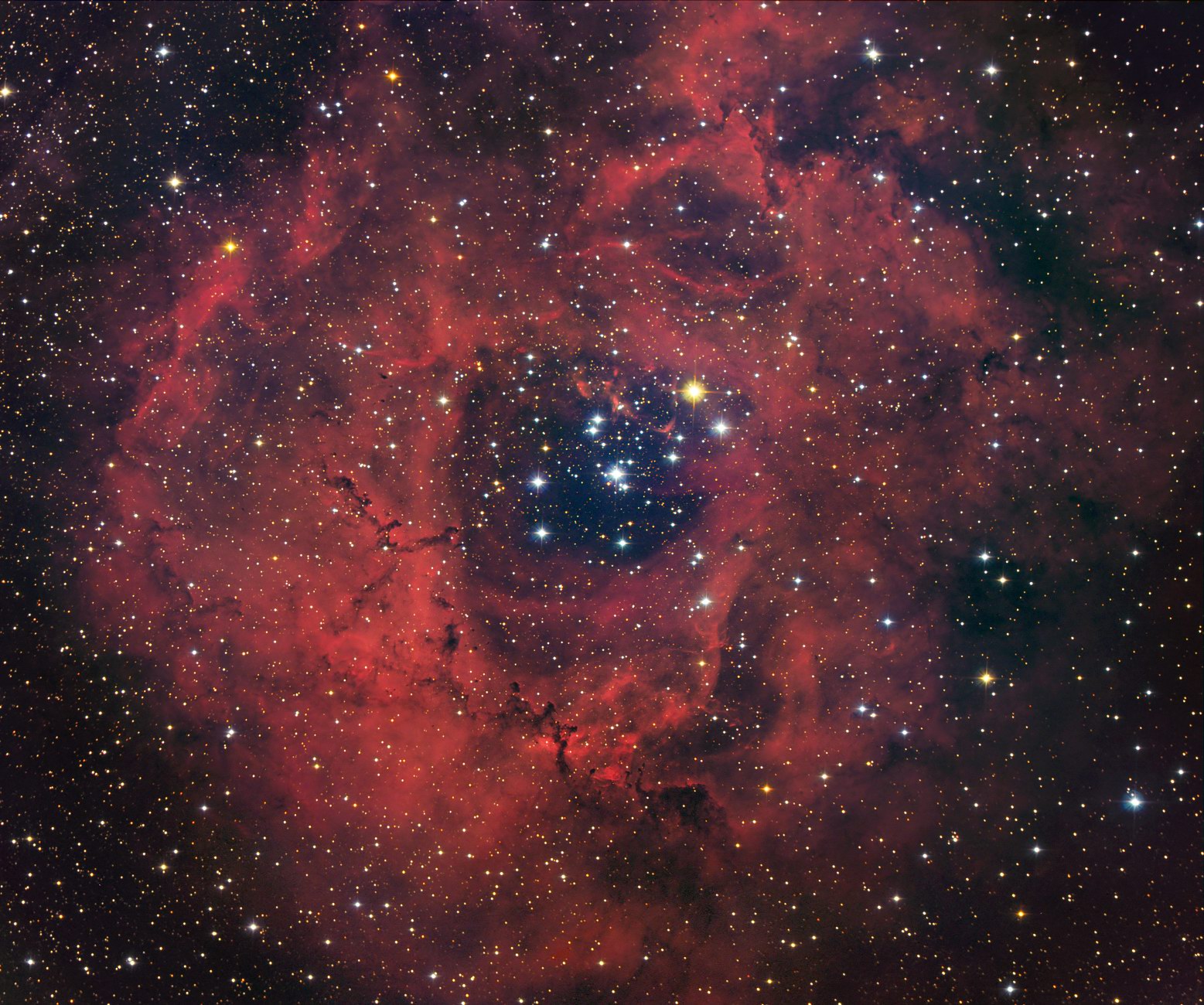 Rosette Closeup