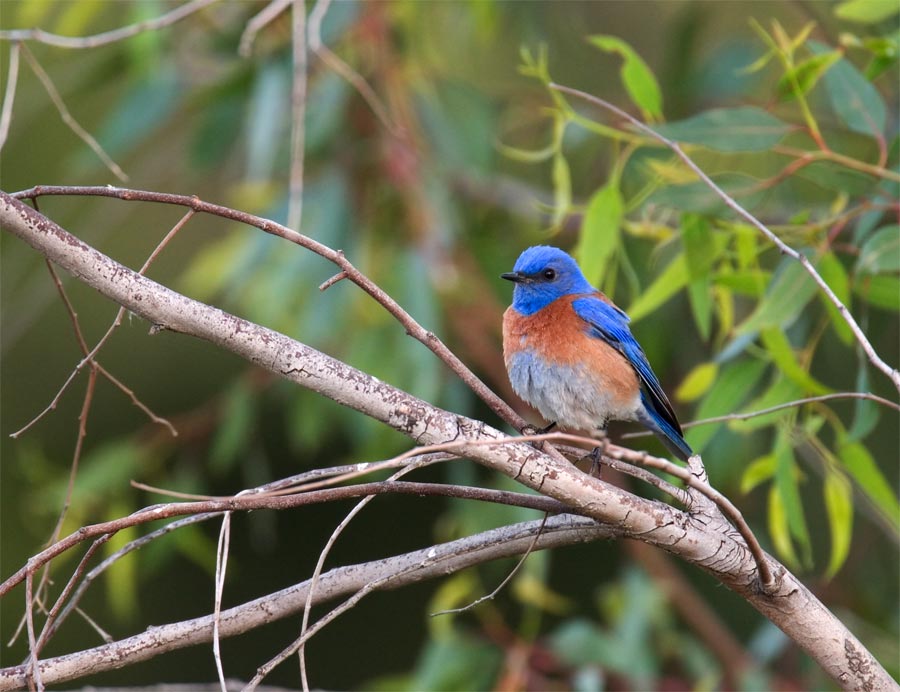 Blue Bird from Bridge