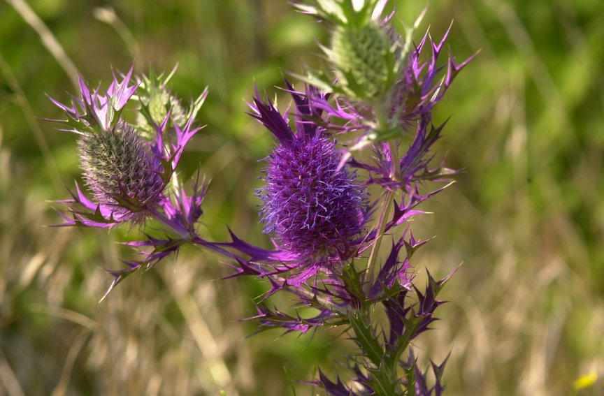 Texas Thistle