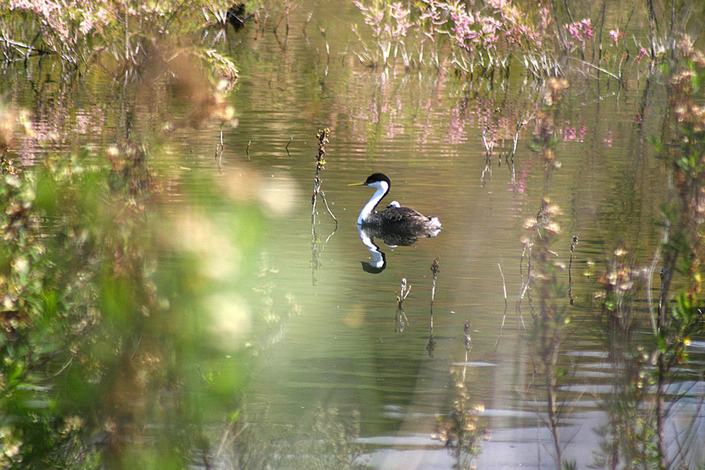 Grebe & Chick
