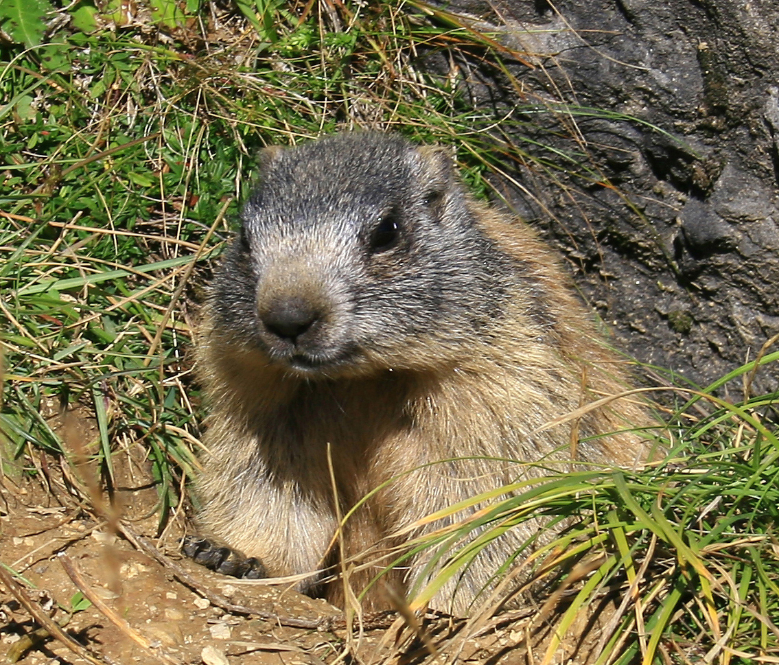 beaver