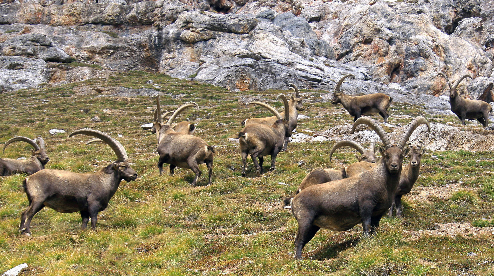 ibex